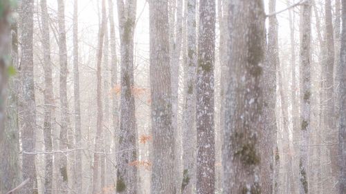 Full frame shot of trees