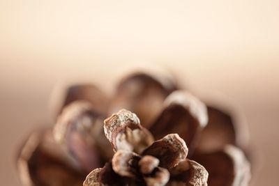 Close-up of coffee beans on table