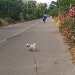 Dog walking on road