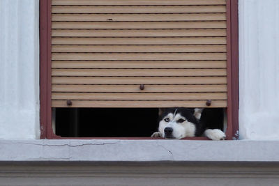Portrait of dog seen through window of house