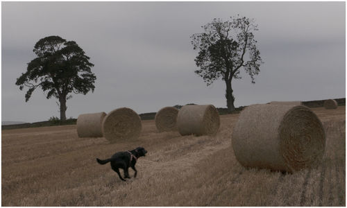 Hay bales on field against sky