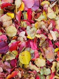 Full frame shot of autumn leaves