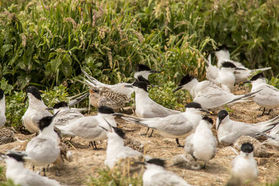 Flock of birds on field