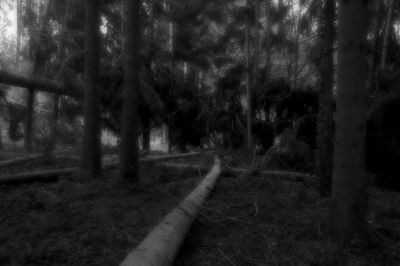 Railroad track amidst trees in forest