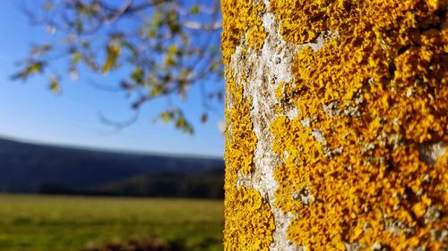 Close-up of yellow tree trunk