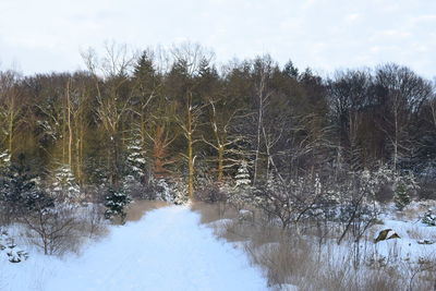 Bare trees on snow covered land against sky