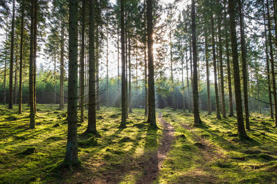 Pine trees in forest