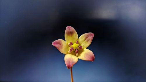 Close-up of flowering plant