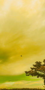 Bird flying in the sky