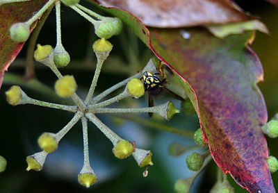 Close-up of insect on flower