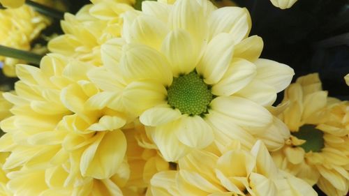 Close-up of fresh yellow flowers blooming outdoors