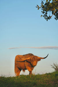 Horse standing on field against sky