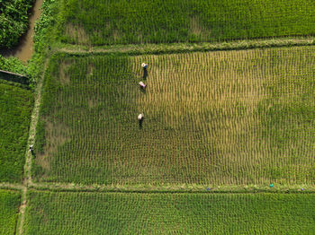 Farmers working on agricultural field