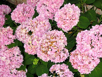 Close-up of pink flowers