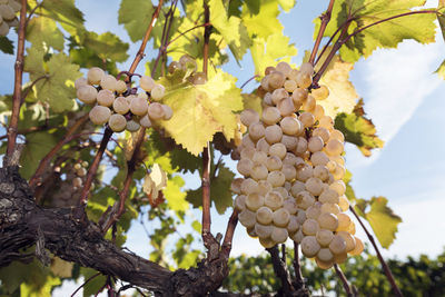 Low angle view of grapes growing in vineyard