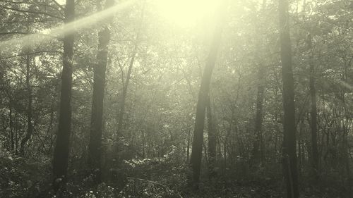 Sunlight streaming through trees in forest during foggy weather