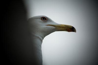 Close-up of seagull looking away