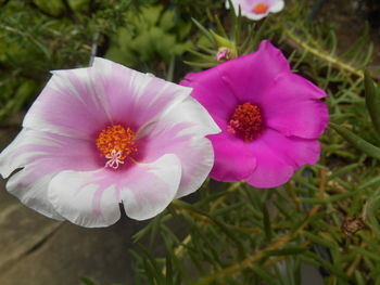 Close-up of pink daisy flowers