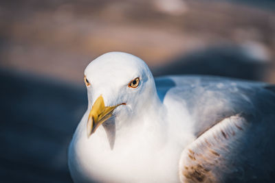 Close-up of seagull