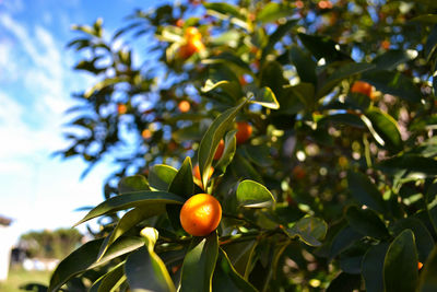 Close-up of leaves