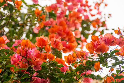 Close-up of orange bougainvillea flowers in summer in south of france