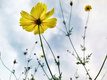 Close-up of yellow flowers blooming in park