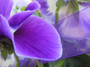 Close-up of purple flowering plant