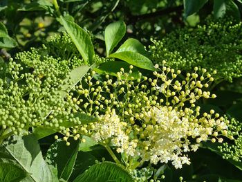 Close-up of flowering plant