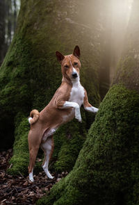 Dog standing in the wood