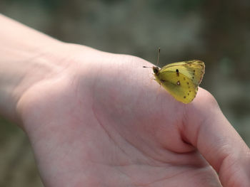 Close-up of butterfly on hand