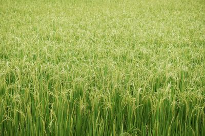 Full frame shot of corn field