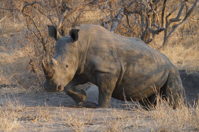 Side view of elephant on land