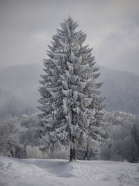 Trees on snow covered field against sky