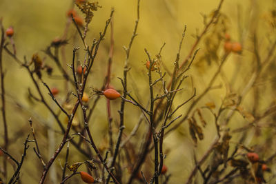 Close-up of wilted plant on field