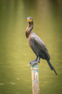 Close-up of bird perching on a wood