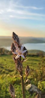 nature