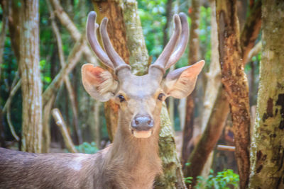 Portrait of deer