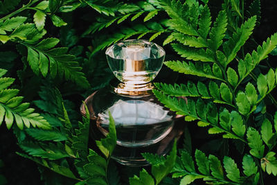 Close-up of perfume amidst plants