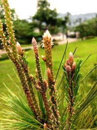 Close-up of plant growing on field