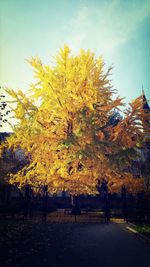 Autumn trees against sky