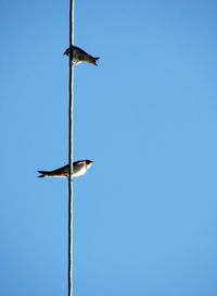 Low angle view of bird flying against clear blue sky