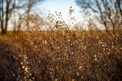 Close-up of dry plants on field against sky