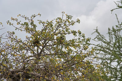 Low angle view of flowering tree against sky