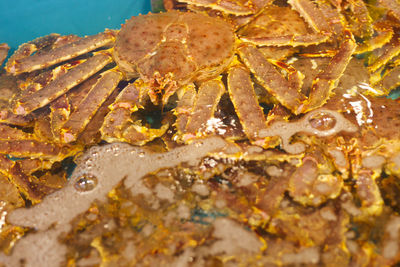 Close-up of crab in sea