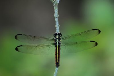 Close-up of dragonfly on twig