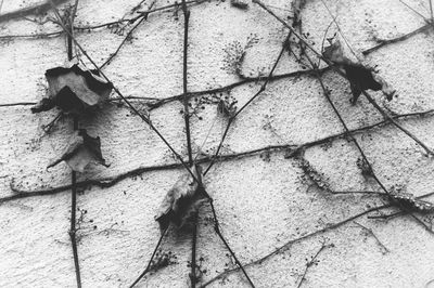 Close-up of leaves