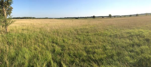 Scenic view of field against clear sky