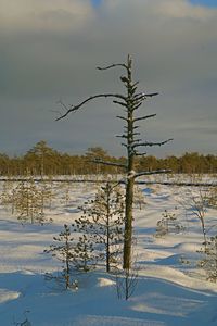 Bare tree on snow covered field against sky