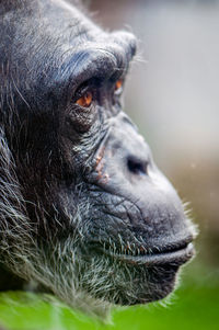 Close-up of a monkey