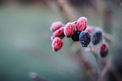 Close-up of frozen berries growing outdoors